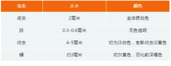 潛葉蛾3.png