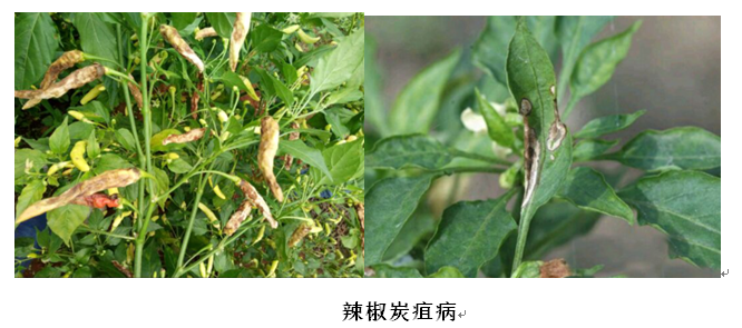 炭疽.PNG