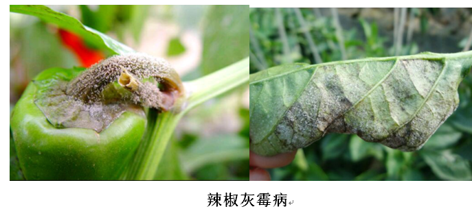 灰霉病.PNG