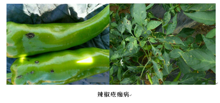 瘡痂.PNG
