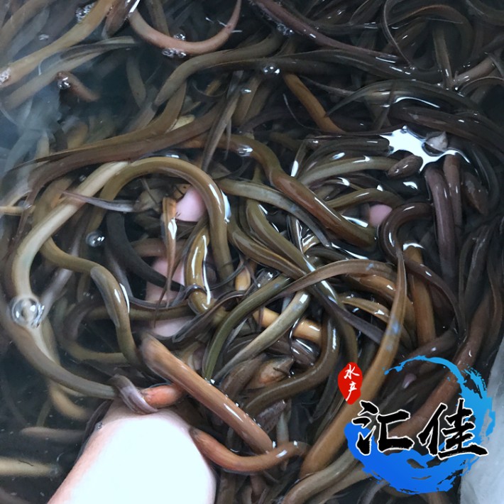 黄鳝鱼苗批发放生黄鳝鱼苗全国发货空运汽运快递包邮