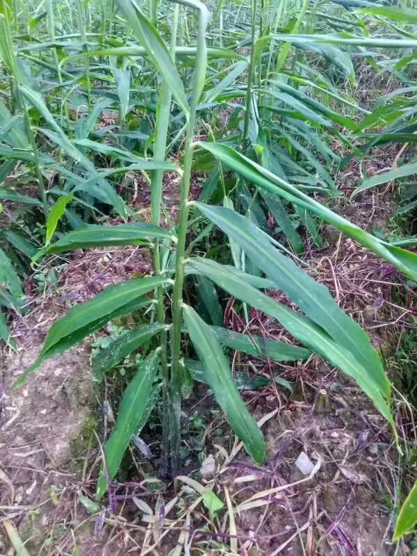 生姜田除草剂~大姜苗后除草剂