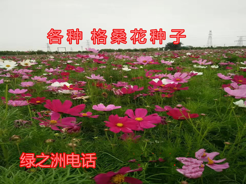 波斯菊.jpg