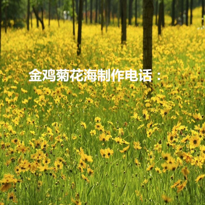 金雞菊1.jpg