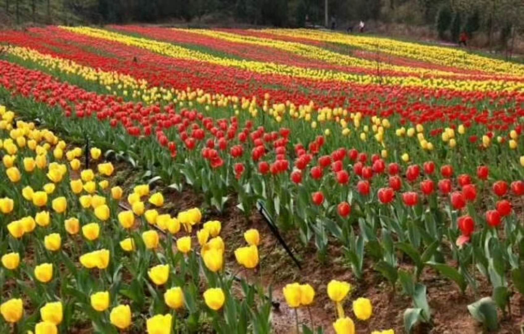 郁金香花海.jpg