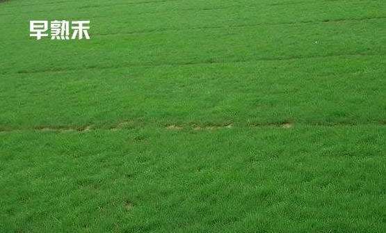 早熟禾.jpg