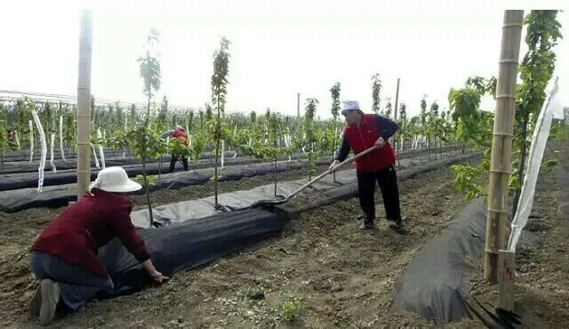 园林园艺防草布 地布 生产供应甘肃苹果园防草布示例图4