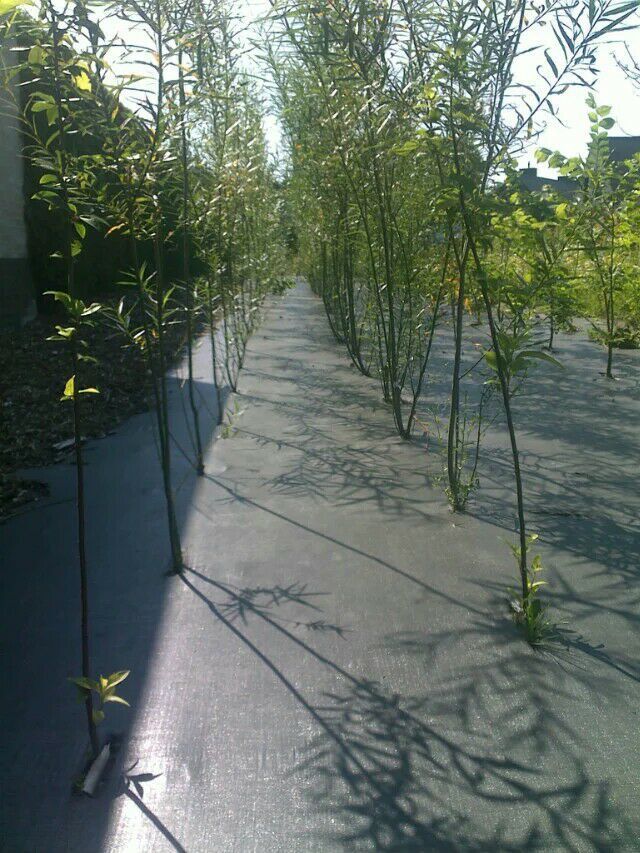 塑料編織布 pe防草布除草布編織布 防草布除草布示例圖1