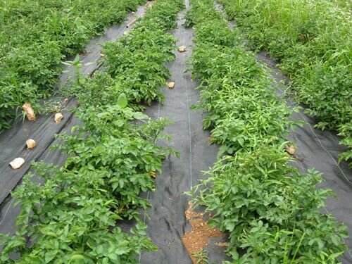 塑料編織布 pe防草布除草布編織布 防草布除草布示例圖5