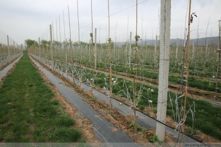 塑料編織布 pe防草布除草布編織布 防草布除草布示例圖4