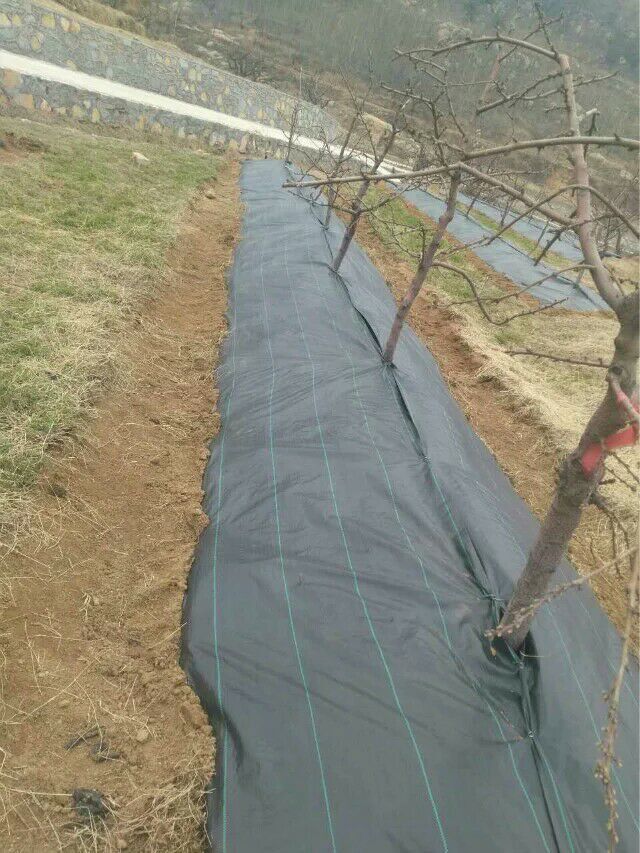 塑料編織布 pe防草布除草布編織布 防草布除草布示例圖6