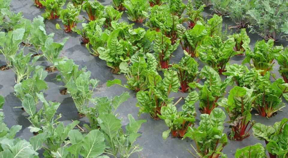 聚丙烯防老化編織布 PP塑料扁絲編織土工布園藝防草布除草布示例圖2