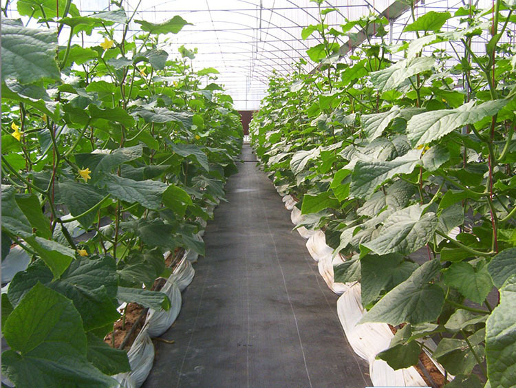 聚丙烯防老化編織布 PP塑料扁絲編織土工布園藝防草布除草布示例圖7