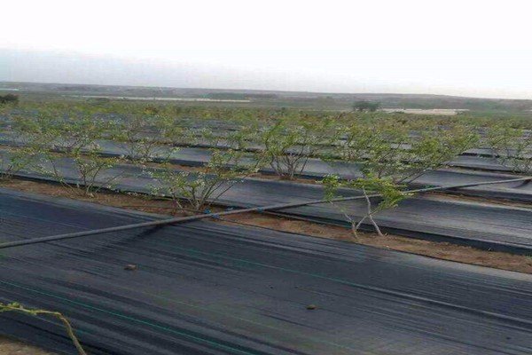4米寬防草布