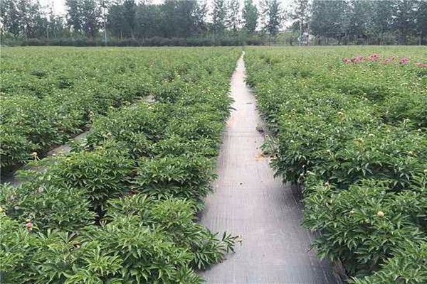 4米寬防草布