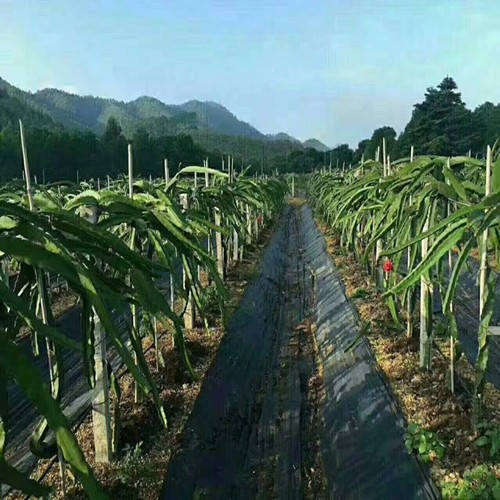 井岡山根據(jù)要求定制打孔防草布一畝地多少錢