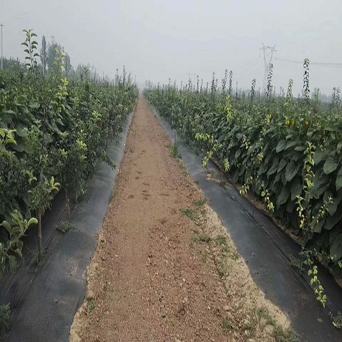 果園除草布吐魯番一畝地多少錢(qián)
