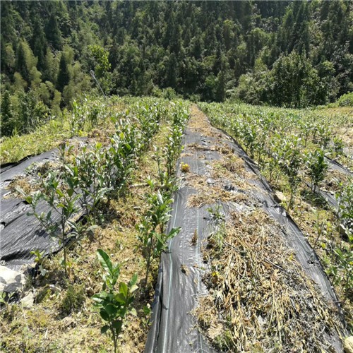 草莓采摘园防草透气布枣庄一亩地多少钱