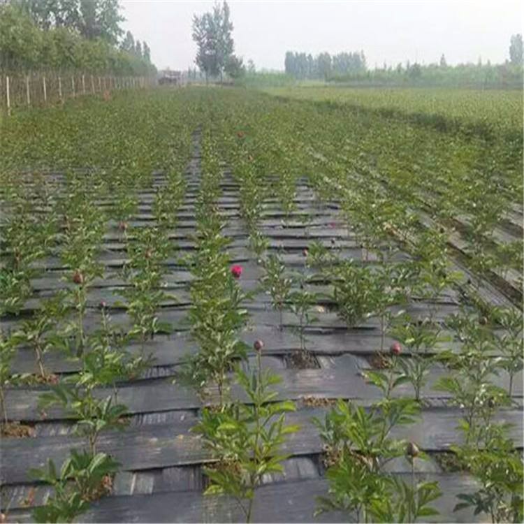 威海防草布銷售價格
