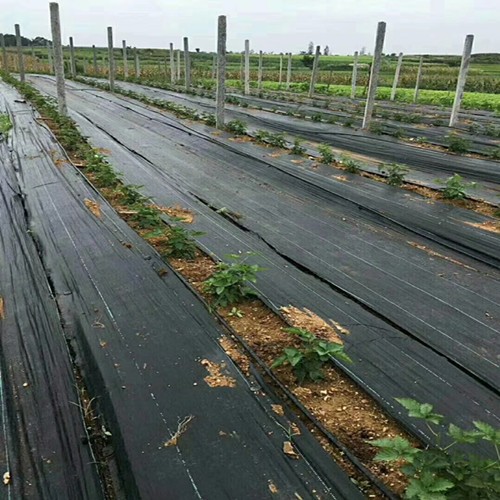 編織防草布瀘溪每平米價(jià)格
