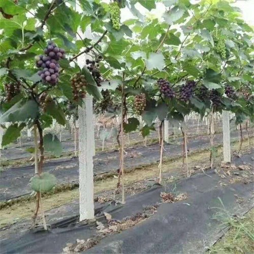 蘋(píng)果園透氣防草地布沈丘使用效果怎么樣