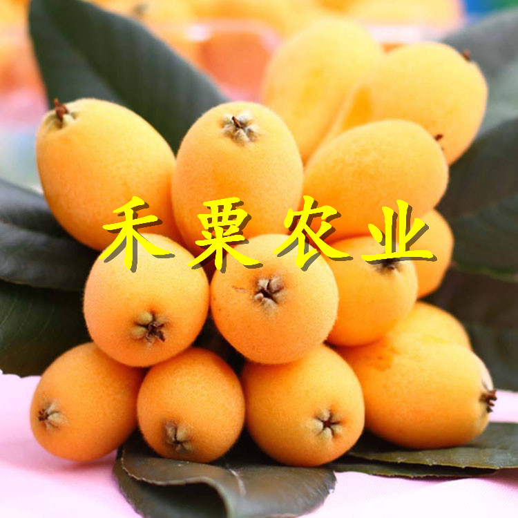 江西枇杷苗矮化價(jià)格。枇杷苗出售