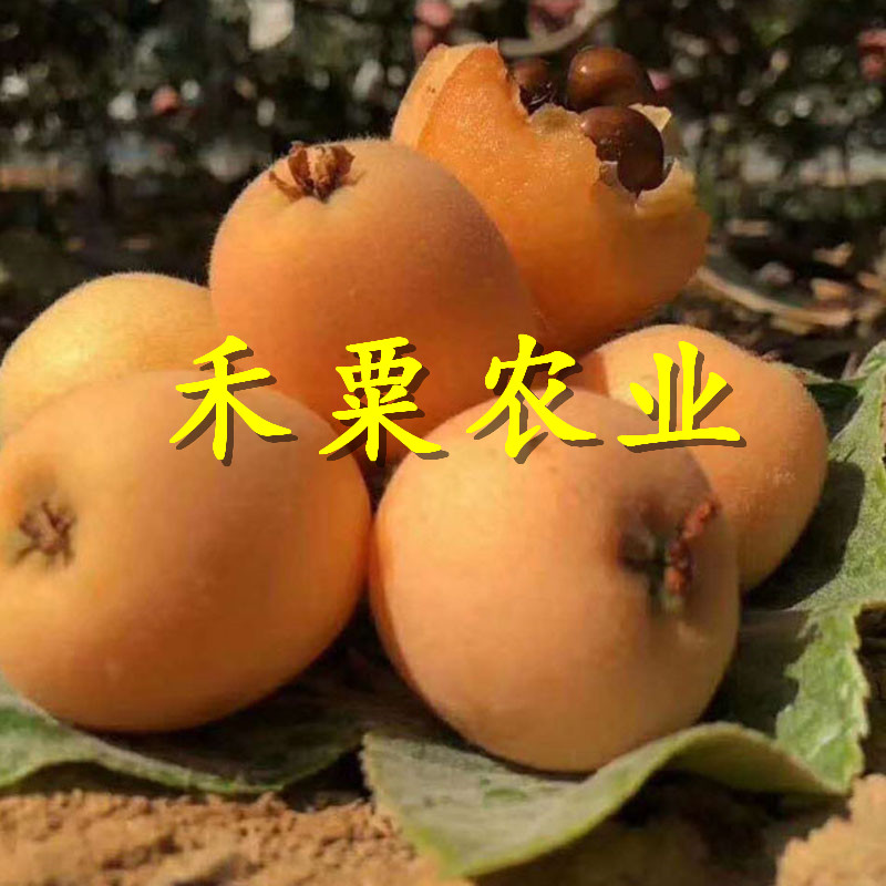 江西枇杷苗矮化價(jià)格。枇杷苗出售