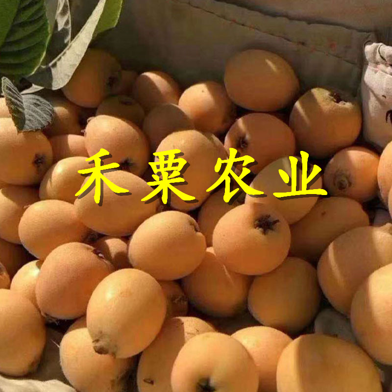 江西枇杷苗矮化價(jià)格。枇杷苗出售