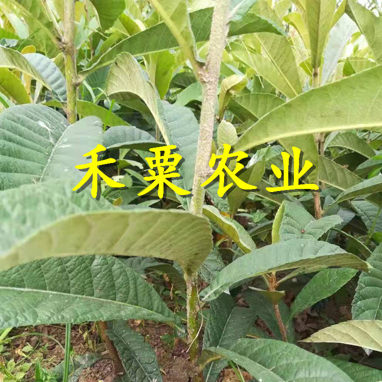 江西枇杷苗矮化價(jià)格。枇杷苗出售