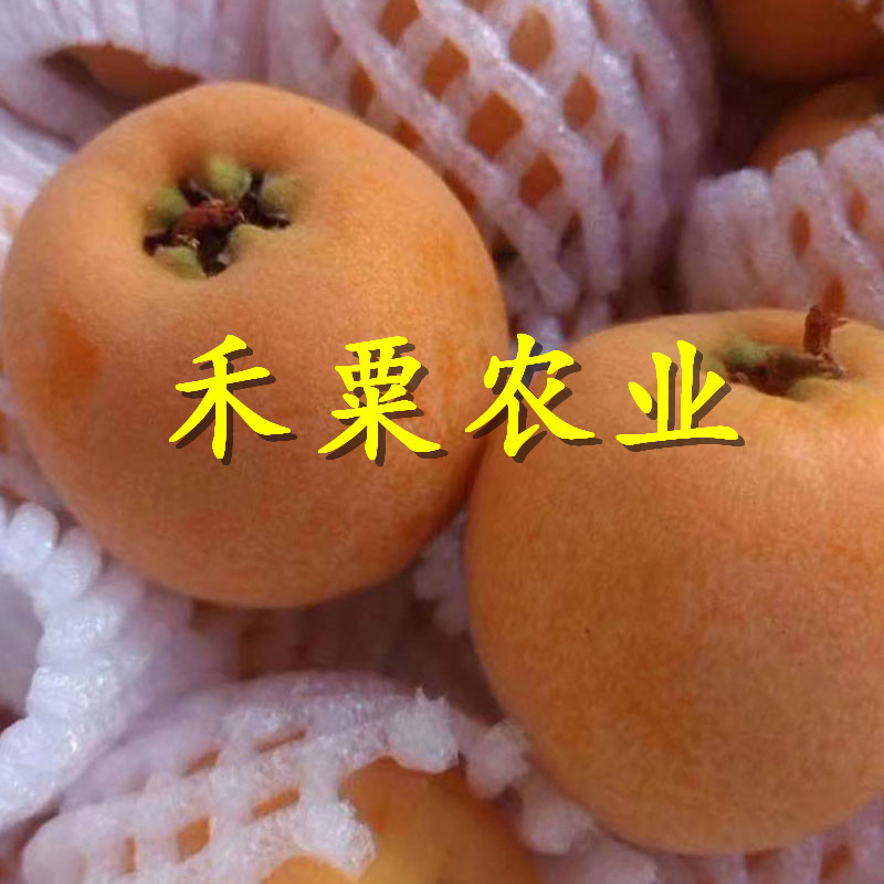 十堰枇杷樹苗點(diǎn)擊了解價(jià)格。枇杷樹苗新品種