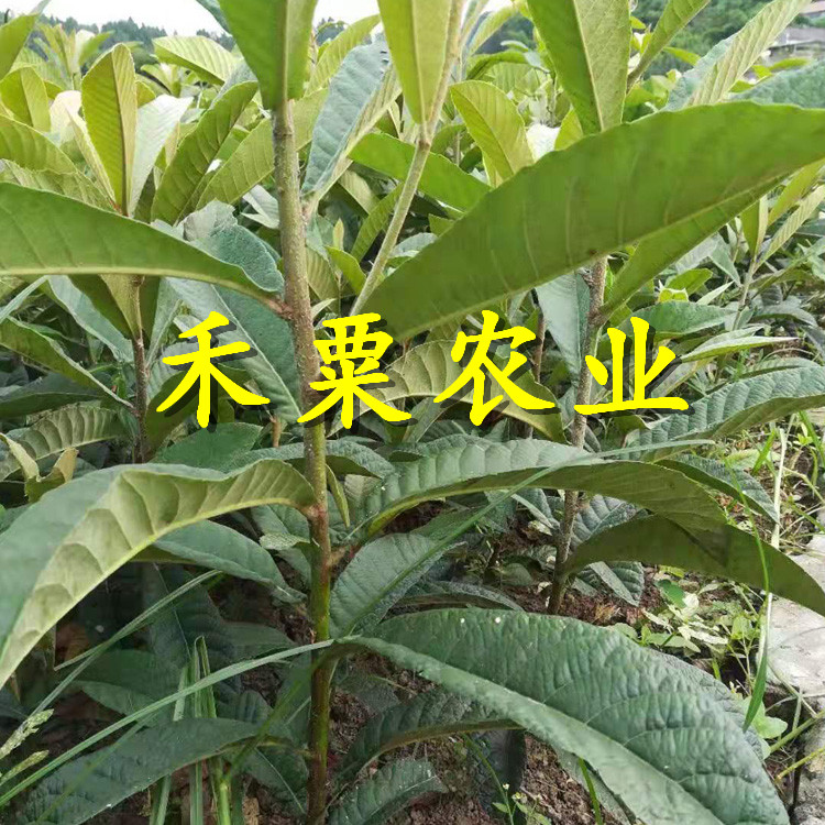 十堰枇杷樹苗點(diǎn)擊了解價(jià)格。枇杷樹苗新品種