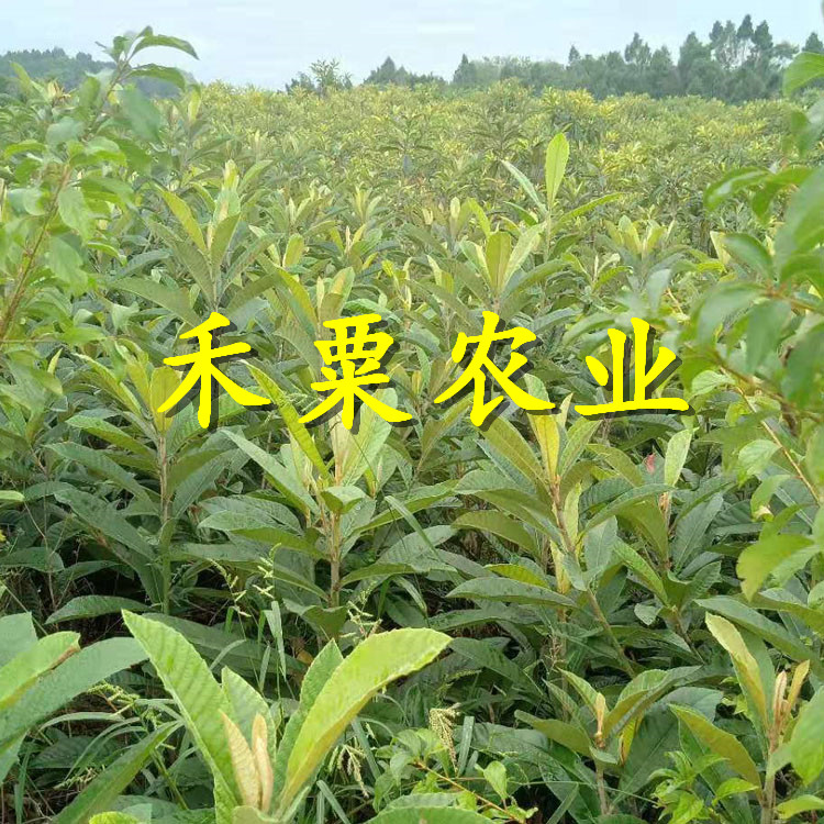 十堰枇杷樹苗點(diǎn)擊了解價(jià)格。枇杷樹苗新品種