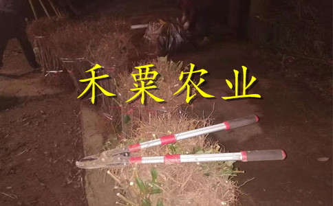 山西晚熟青脆李樹苗矮化供應(yīng)。晚熟青脆李樹苗種植基地
