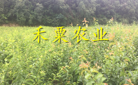 山西晚熟青脆李樹苗矮化供應(yīng)。晚熟青脆李樹苗種植基地