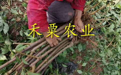 山西晚熟青脆李樹苗矮化供應(yīng)。晚熟青脆李樹苗種植基地