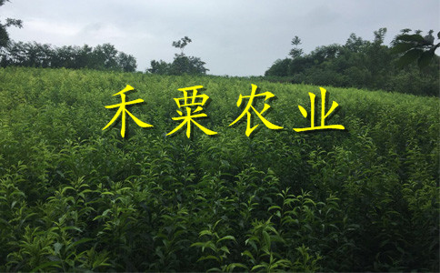山西晚熟青脆李樹苗矮化供應(yīng)。晚熟青脆李樹苗種植基地