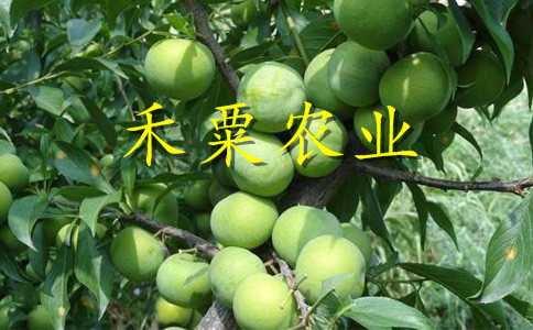 銅仁脆紅李子苗快速豐產(chǎn)技術(shù)。脆紅李子苗求購