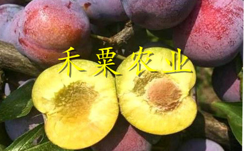 安康早熟李子苗詳情了解更多。早熟李子苗新品種