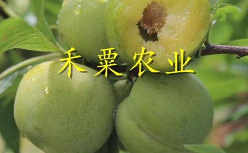安康早熟李子苗詳情了解更多。早熟李子苗新品種