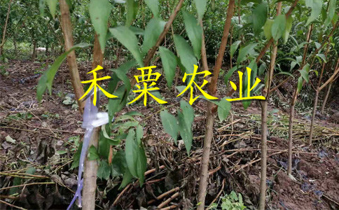 安康早熟李子苗詳情了解更多。早熟李子苗新品種