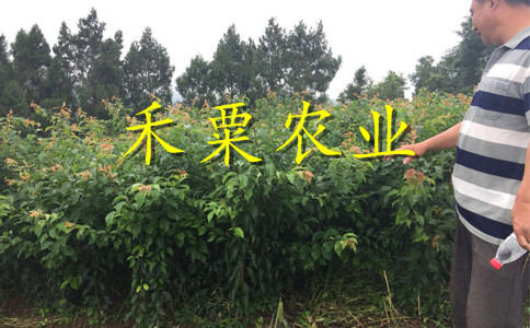 漢中晚熟李子苗二年價(jià)格。晚熟李子苗報(bào)價(jià)