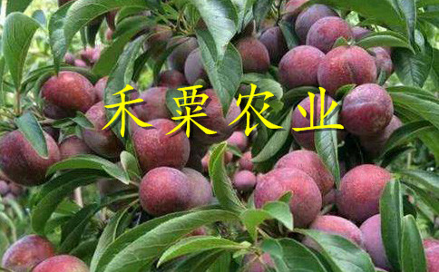 漢中晚熟李子苗二年價(jià)格。晚熟李子苗報(bào)價(jià)