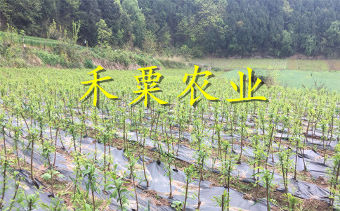 漢中晚熟李子苗二年價(jià)格。晚熟李子苗報(bào)價(jià)