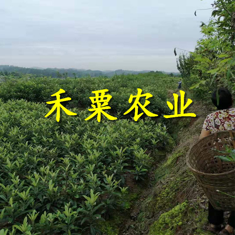 四川大五星枇杷樹苗免費(fèi)上門播種。大五星枇杷樹苗農(nóng)場(chǎng)