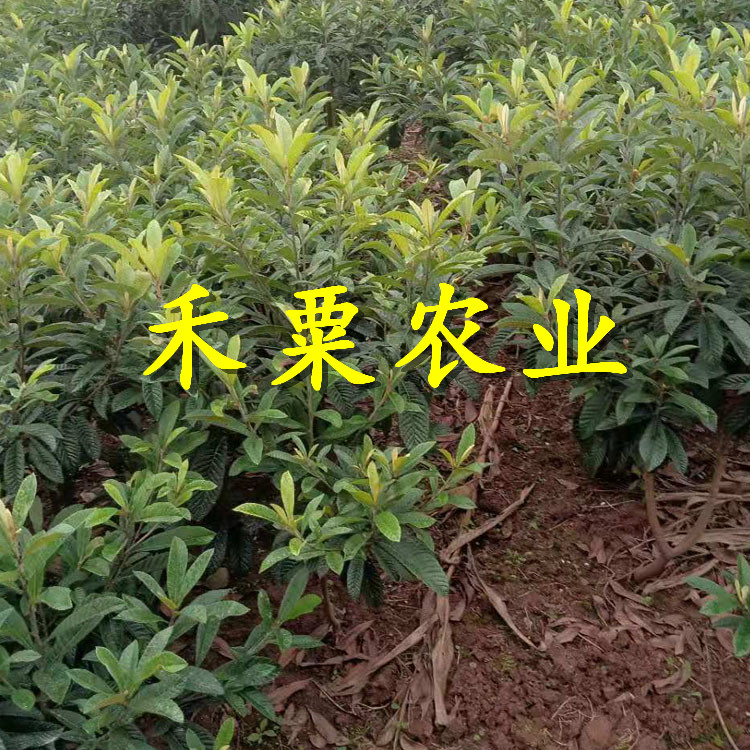 四川大五星枇杷樹苗免費(fèi)上門播種。大五星枇杷樹苗農(nóng)場(chǎng)