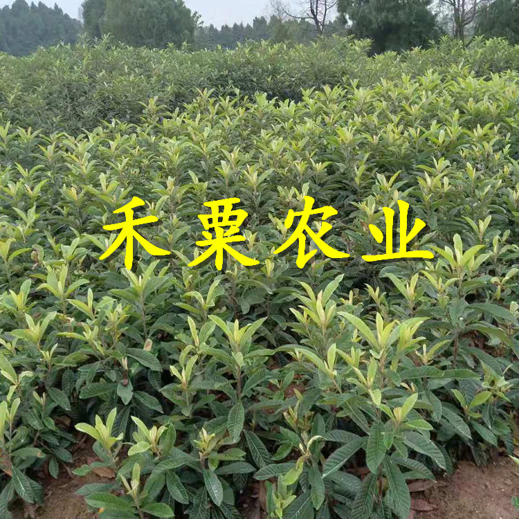 四川大五星枇杷樹苗免費(fèi)上門播種。大五星枇杷樹苗農(nóng)場(chǎng)