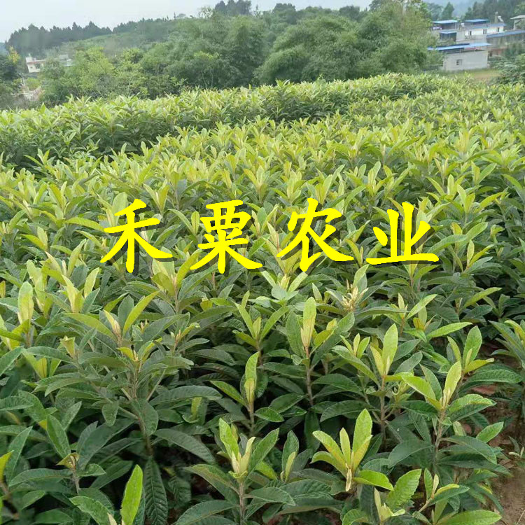 四川大五星枇杷樹苗免費(fèi)上門播種。大五星枇杷樹苗農(nóng)場(chǎng)