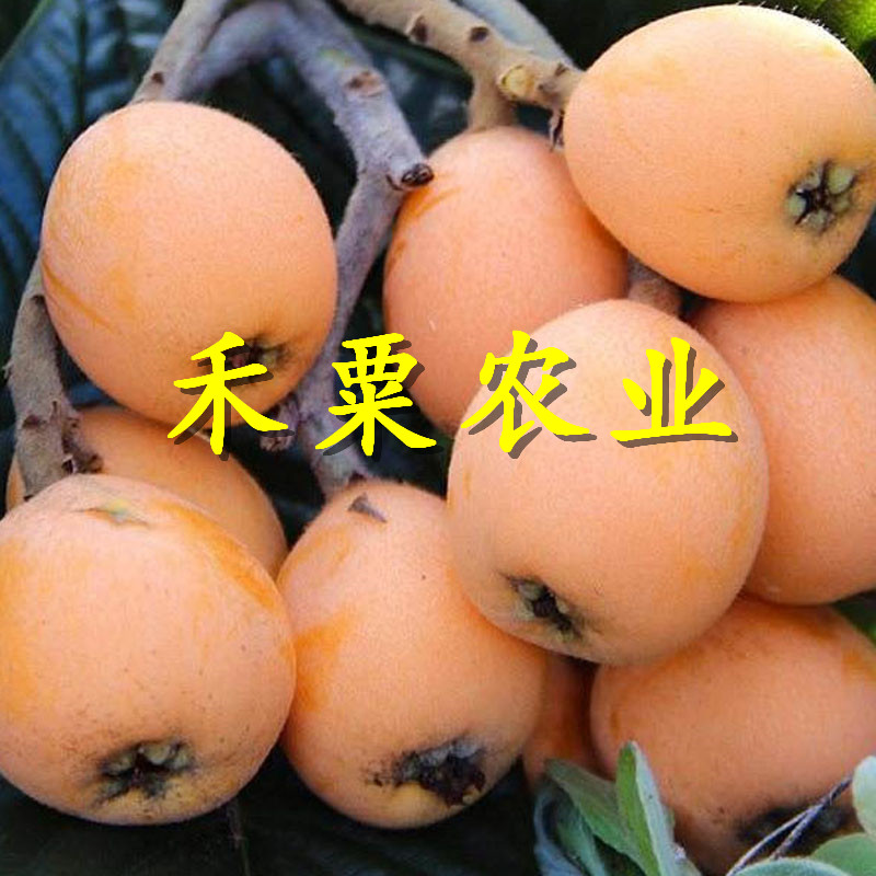 四川大五星枇杷樹苗免費(fèi)上門播種。大五星枇杷樹苗農(nóng)場(chǎng)