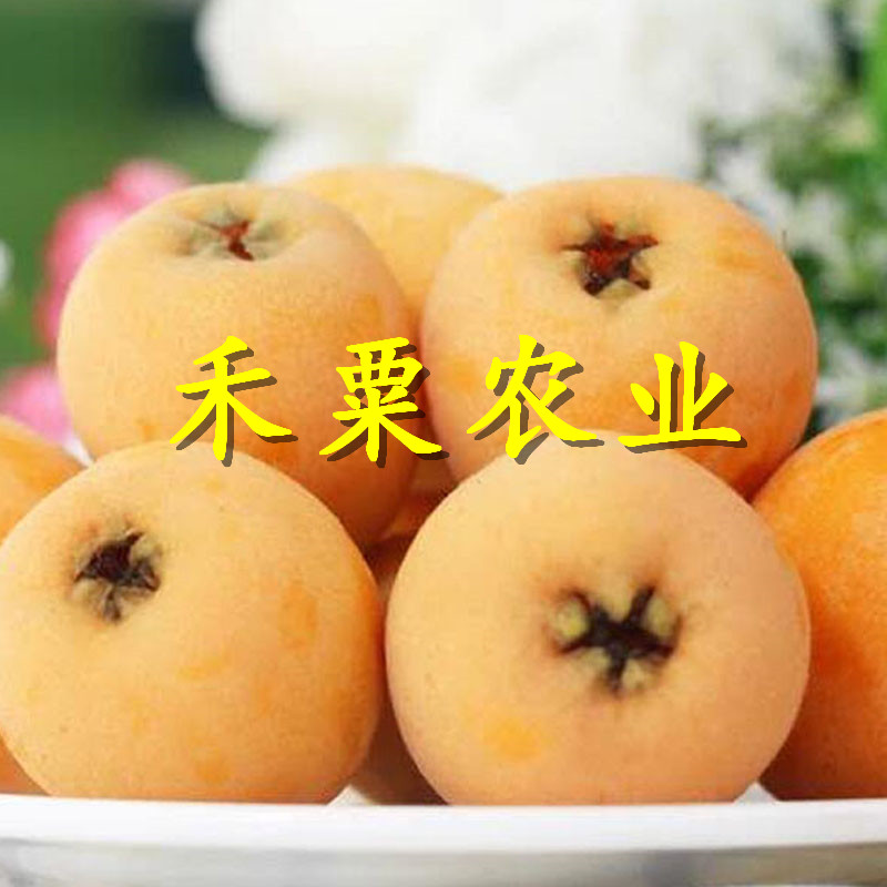 福建枇杷樹苗在線咨詢立享優(yōu)惠。枇杷樹苗基地