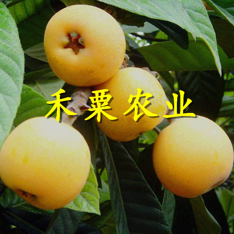 福建枇杷樹苗在線咨詢立享優(yōu)惠。枇杷樹苗基地